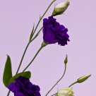 Purple and White